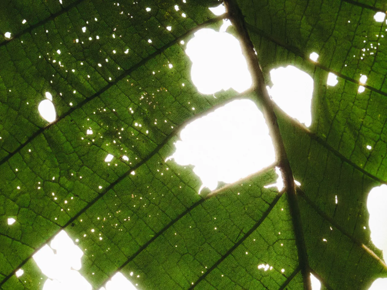 Backlit green leaf with sunlight filtering through