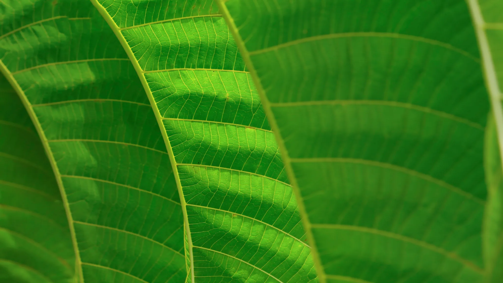 Lush green leaves, intricate vein patterns